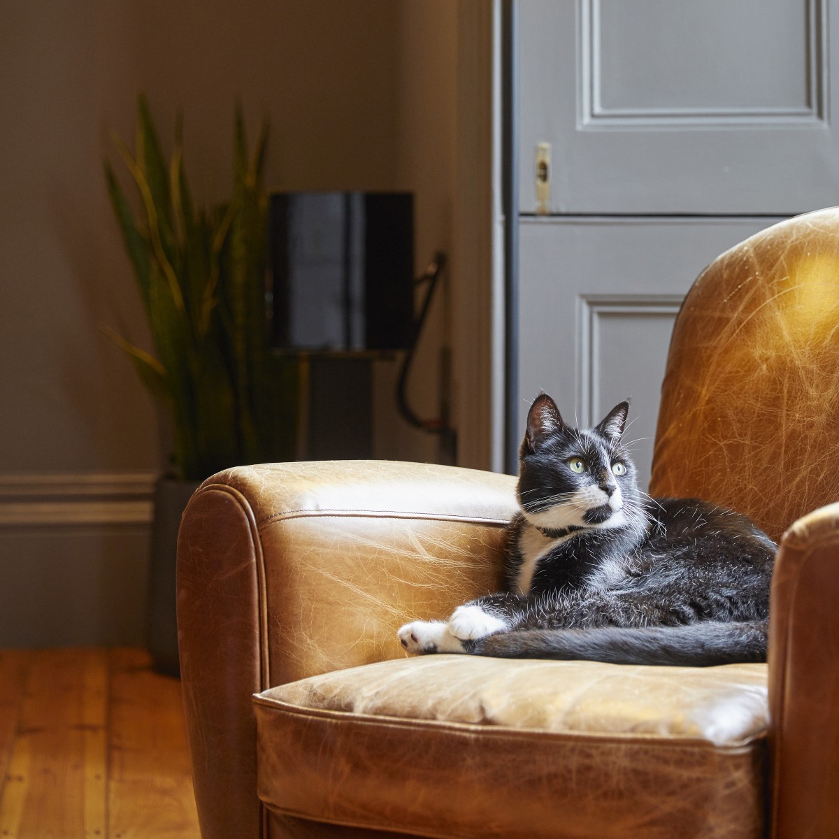 cat on armchair